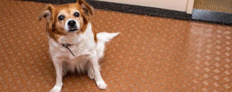 犬细小病毒怎么治疗，关键是坚持输液持续3-5天