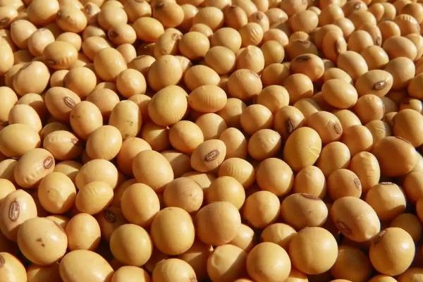 桂春8号大豆品种简介，生育期春播97天