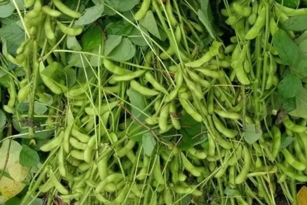 桂春8号大豆品种简介，生育期春播97天