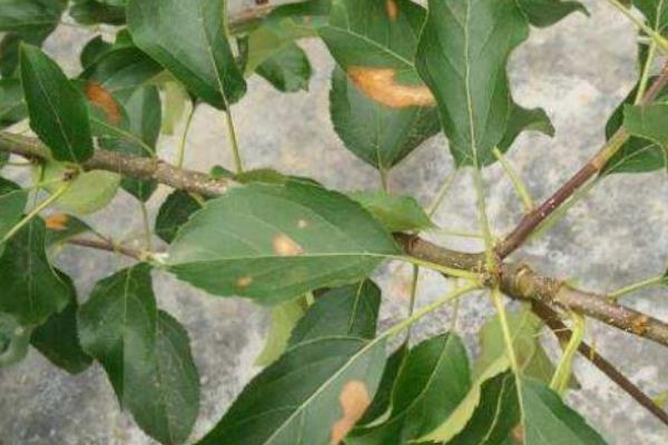 怎么治疗苹果树黄叶病，选用抗黄化和抗碱性土壤的砧木种植