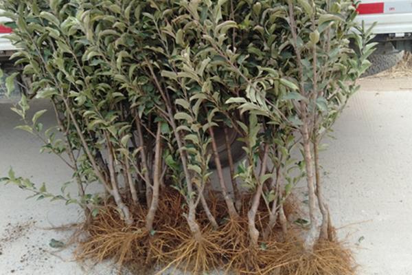 怎么治疗苹果树黄叶病，选用抗黄化和抗碱性土壤的砧木种植