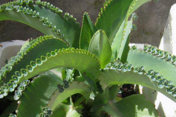 怎么种植落地生根，生长旺季每天早上要浇一次水