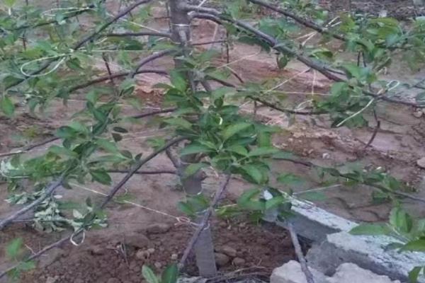 怎么治疗苹果树黄叶病，选用抗黄化和抗碱性土壤的砧木种植
