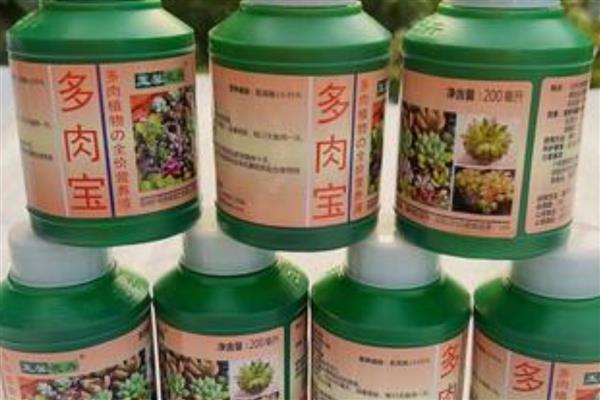 怎么种植落地生根，生长旺季每天早上要浇一次水
