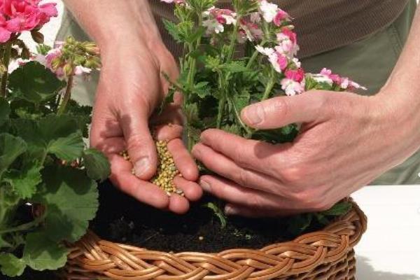 耐寒盆栽花卉有哪些品种，有铁线莲、仙客来、金银花等