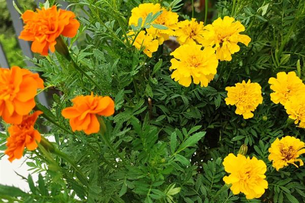 孔雀草的花期持续时间，一般能达到6个月左右