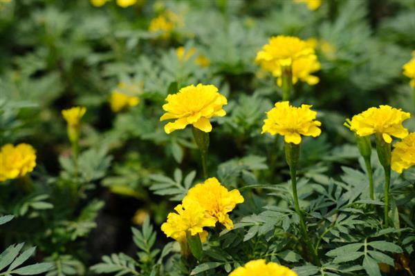 孔雀草的花期持续时间，一般能达到6个月左右