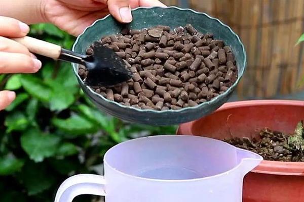 孔雀草的花期持续时间，一般能达到6个月左右