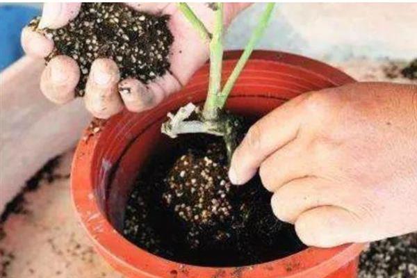 孔雀草的花期持续时间，一般能达到6个月左右