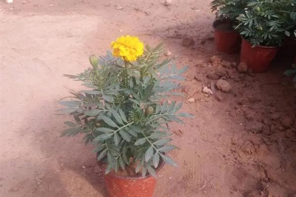 孔雀草的花期持续时间，一般能达到6个月左右