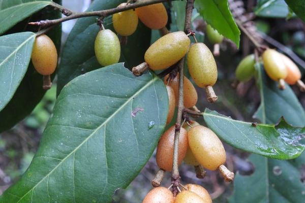 胡颓子果实能不能吃，胡颓子果实能吃还能药用