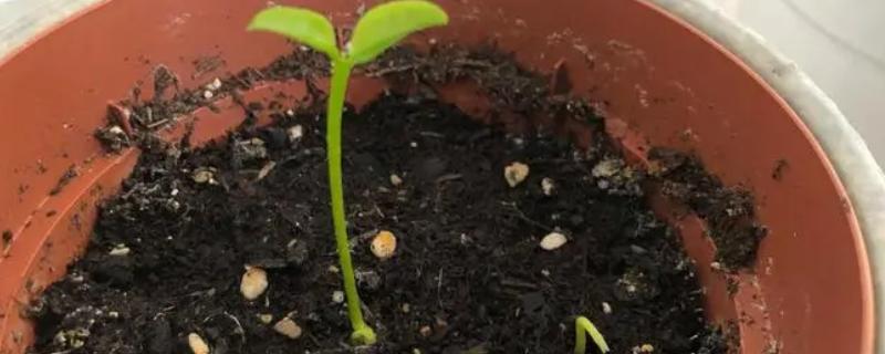 橘子的种子能不能种植，洗净并经过浸泡便可播种