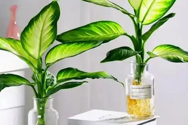 银皇后叶片滴水有没有毒，叶片滴水不含毒性