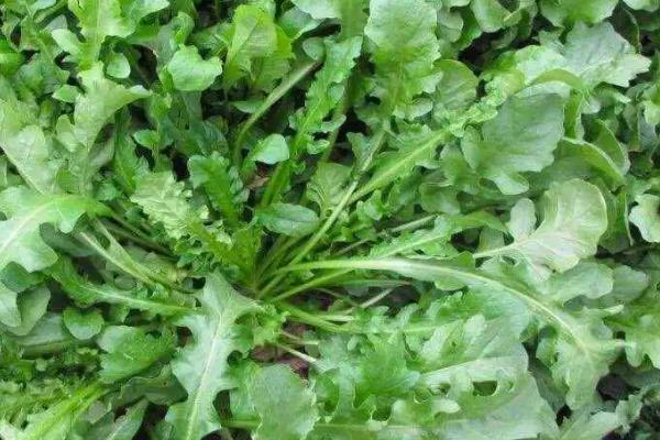 野生秋荠菜几月挖，10-11月份进行采收