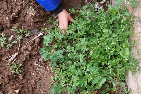 野生秋荠菜几月挖，10-11月份进行采收
