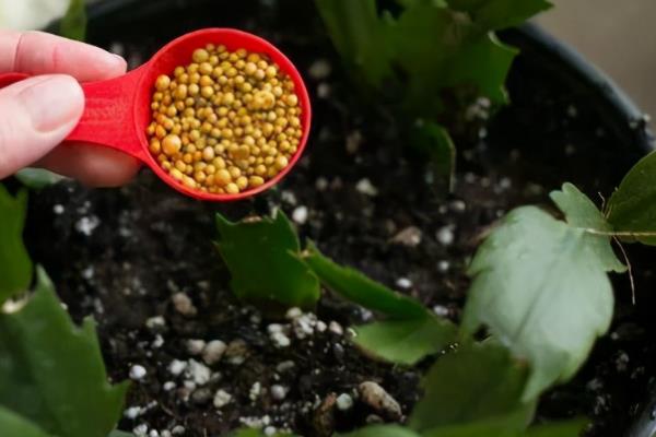 野生秋荠菜几月挖，10-11月份进行采收