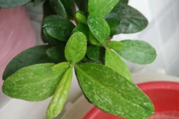 杜鹃花叶片萎蔫如何处理，根据发生原因采取对应措施