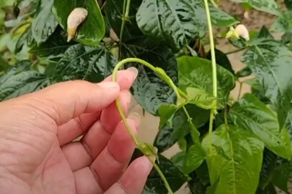 豆角怎么整枝打杈，日常护理要及时修剪病枝和老枝