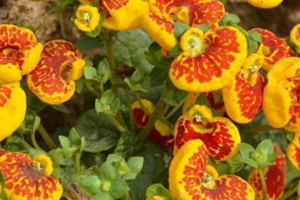 蒲包花的价值，可供观赏还能净化空气