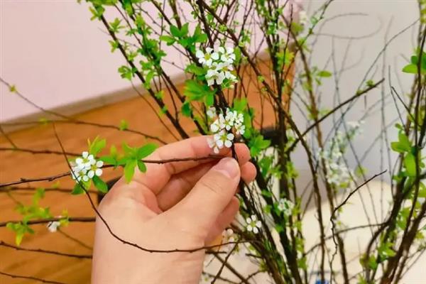 雪柳干枝的养护方法，斜剪枝条底部插入温水中、吸足水分后再用花瓶进行水培