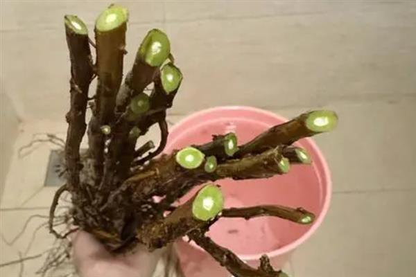 雪柳干枝的养护方法，斜剪枝条底部插入温水中、吸足水分后再用花瓶进行水培