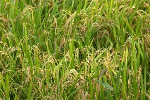 深两优534水稻的产量,平均亩产量为646.16kg