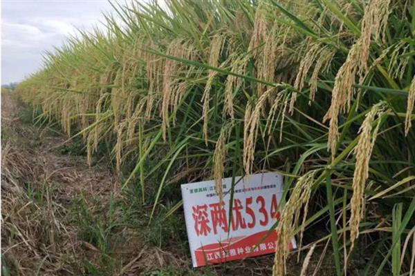 深两优534水稻的产量,平均亩产量为646.16kg