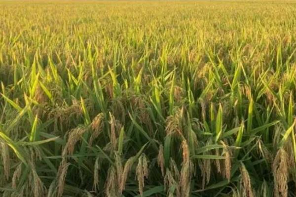 深两优534水稻的产量,平均亩产量为646.16kg