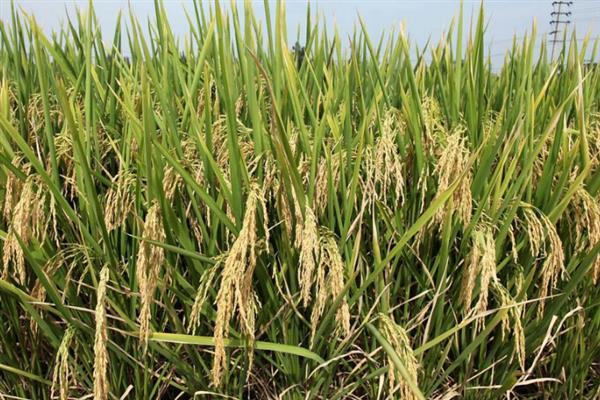 深两优534水稻的产量,平均亩产量为646.16kg