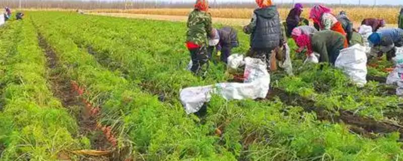 胡萝卜如何施肥，需施足基肥