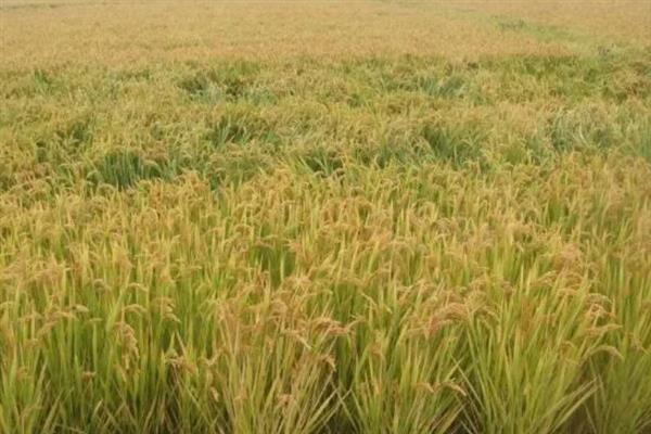 深两优534水稻的产量,平均亩产量为646.16kg