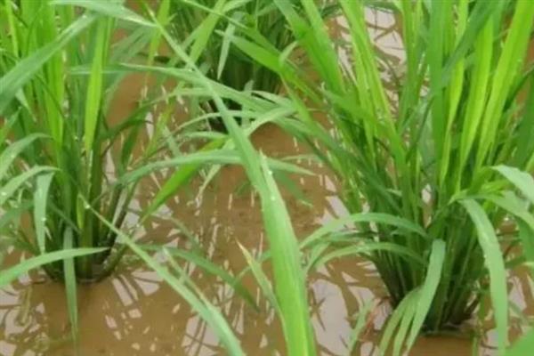 深两优534水稻的产量,平均亩产量为646.16kg