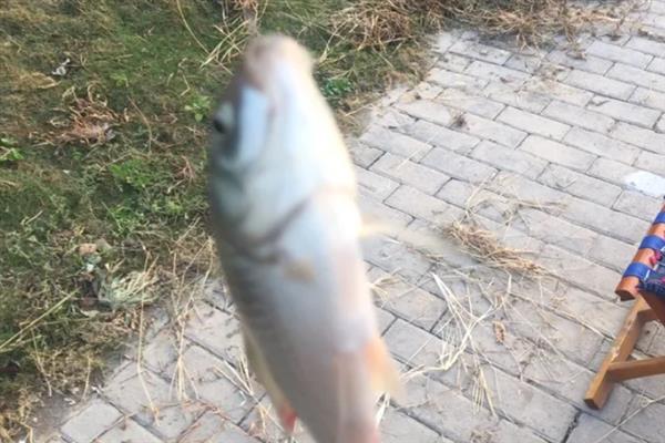 白狐钩和袖钩的对比，前者钩条粗、后者钩条细