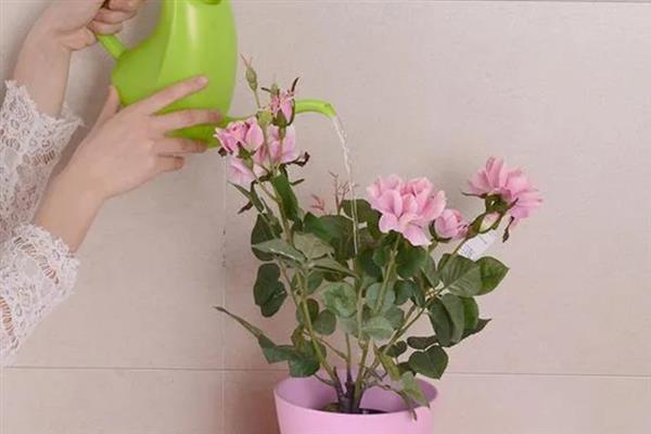 早上还是晚上适合浇花，早上浇水不易烂根