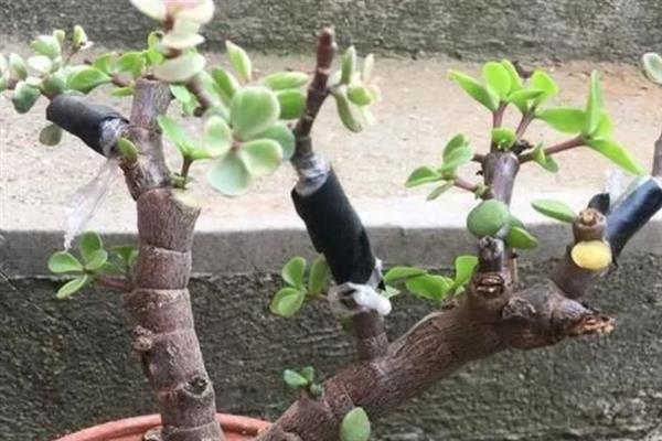 金枝玉叶的换盆注意事项,通常1-2年需要换1次盆