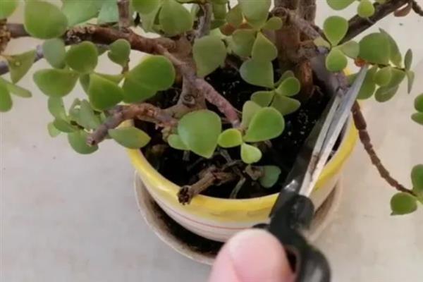 金枝玉叶的换盆注意事项,通常1-2年需要换1次盆