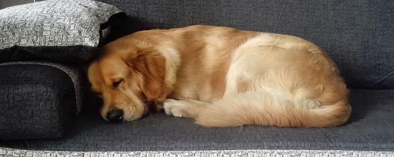 犬瘟热的治疗方法，注射双黄连、利巴韦林等药物具有疗效