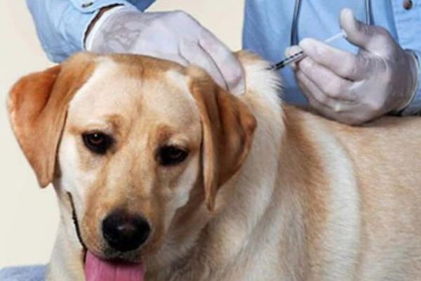 犬瘟热的治疗方法,注射双黄连、利巴韦林等药物具有疗效