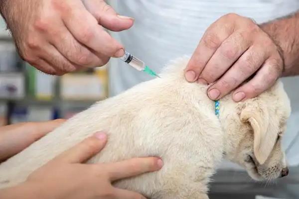 犬瘟热的治疗方法,注射双黄连、利巴韦林等药物具有疗效