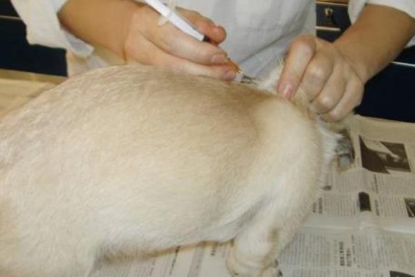 犬瘟热的治疗方法,注射双黄连、利巴韦林等药物具有疗效