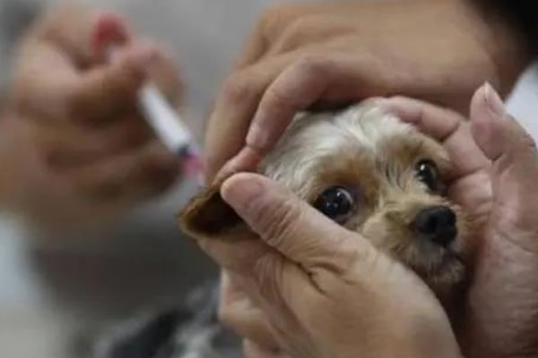 犬瘟热的治疗方法,注射双黄连、利巴韦林等药物具有疗效