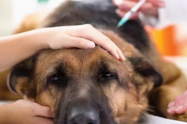 犬瘟热的治疗方法,注射双黄连、利巴韦林等药物具有疗效