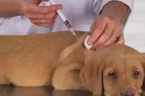 犬瘟热的治疗方法,注射双黄连、利巴韦林等药物具有疗效