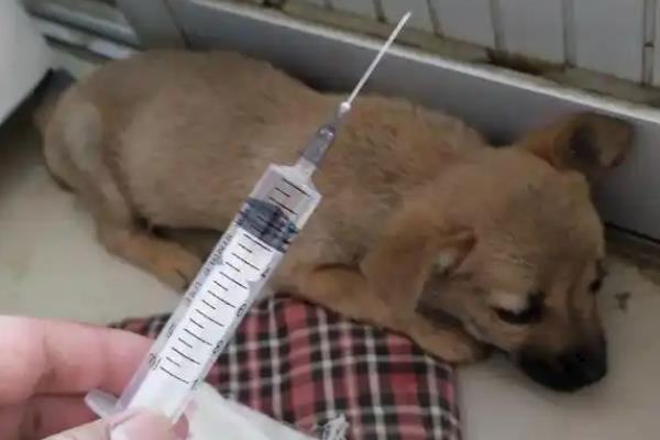 犬瘟热的治疗方法,注射双黄连、利巴韦林等药物具有疗效
