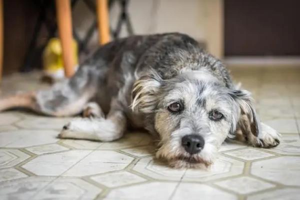 犬瘟热的治疗方法,注射双黄连、利巴韦林等药物具有疗效