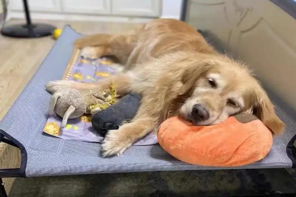 犬瘟热的治疗方法,注射双黄连、利巴韦林等药物具有疗效