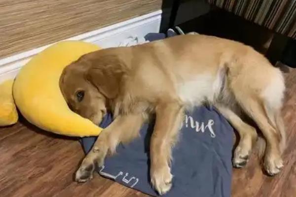 犬瘟热的治疗方法,注射双黄连、利巴韦林等药物具有疗效