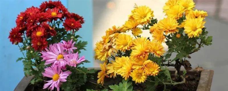 菊花有哪些颜色，有黄色、白色、粉红等