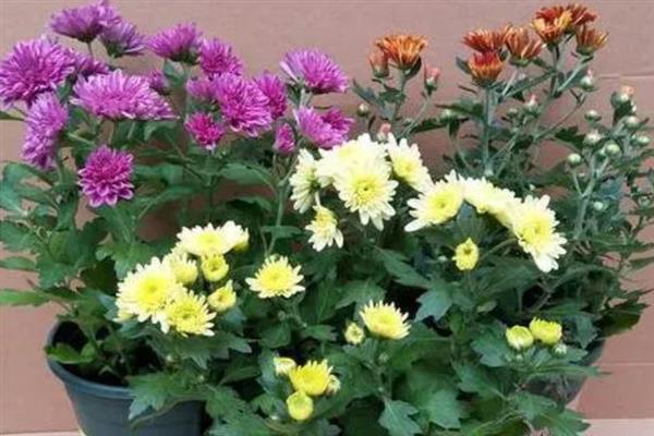 菊花有哪些颜色,有黄色、白色、粉红等