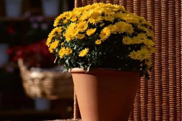 菊花有哪些颜色,有黄色、白色、粉红等